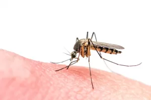 zika1 zika virus