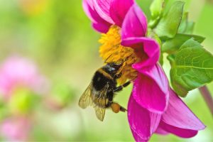 best nasal spray for hay fever